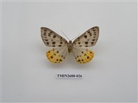 藏品(尺蛾123.a)的圖片